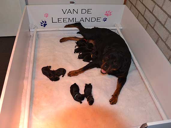 puppy's J-nest net geboren